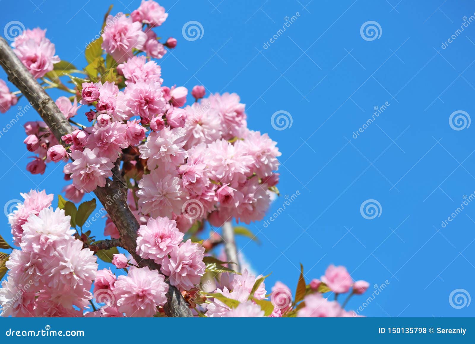 Beautiful Blossoming Tree Branches on Sky Background Stock Photo