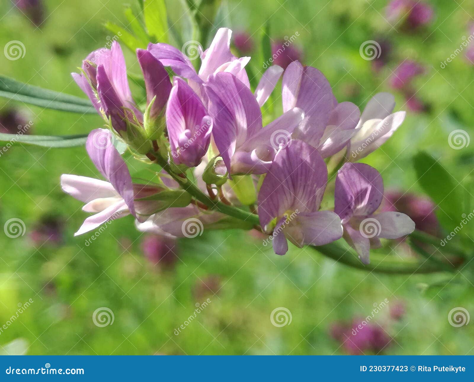 medicago sativa flowering plant