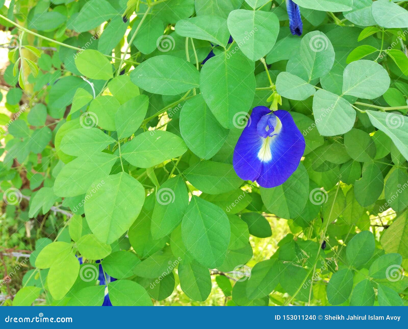 Beautiful Blue Beach Moon Flower In The Garden Stock Photo Image Of Background Blue 153011240