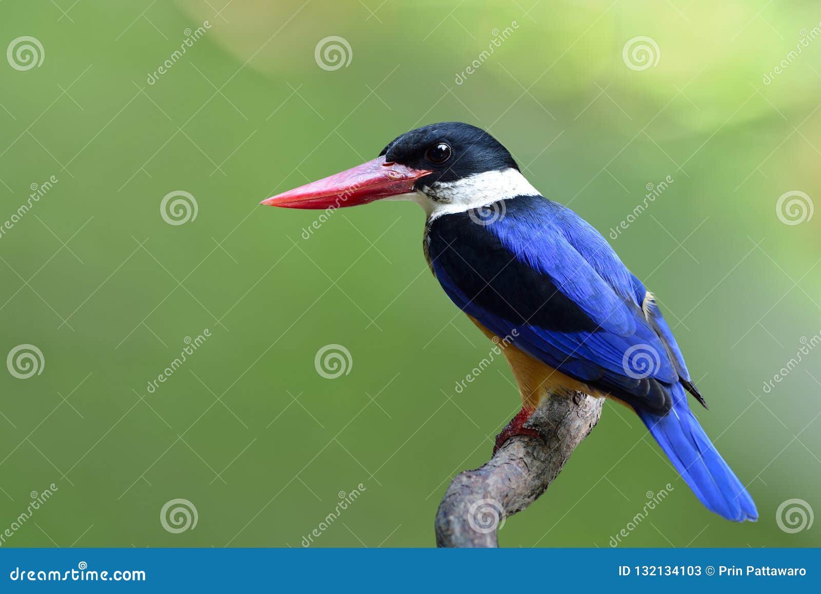 Beautiful Blue Bird with Black Head and Red Bills Perching Expos Stock ...