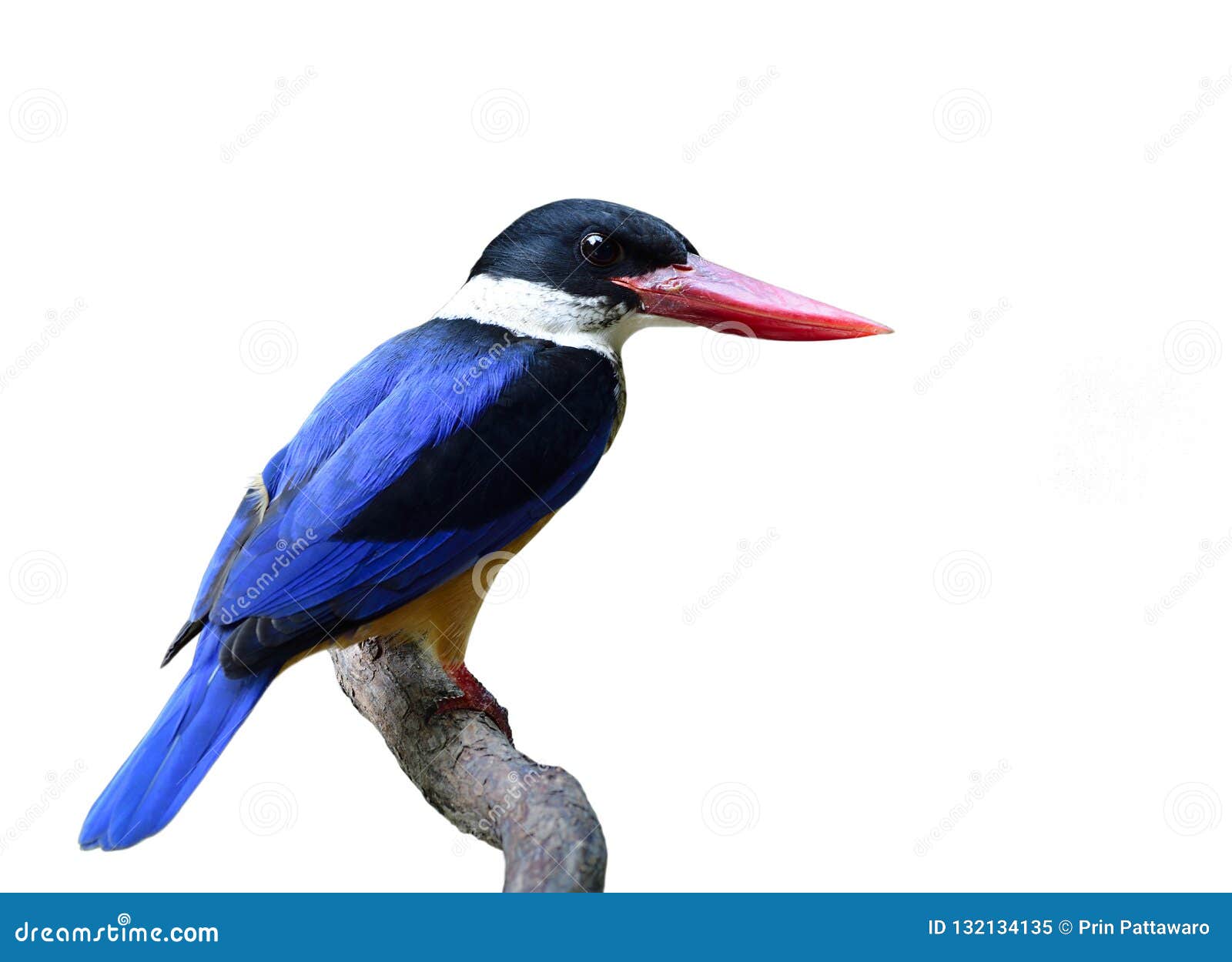 Beautiful Blue Bird with Black Head and Red Bills Perching on Wooden ...