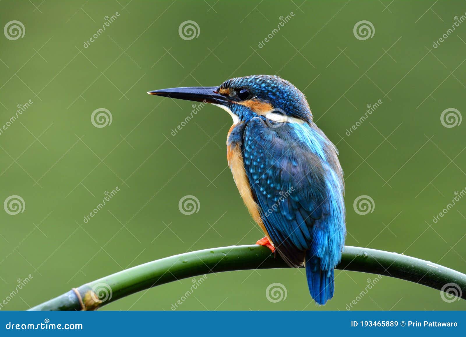 common kingfisher alcedo atthis showing its back feathers posting on the branch waiting to catch a fish in