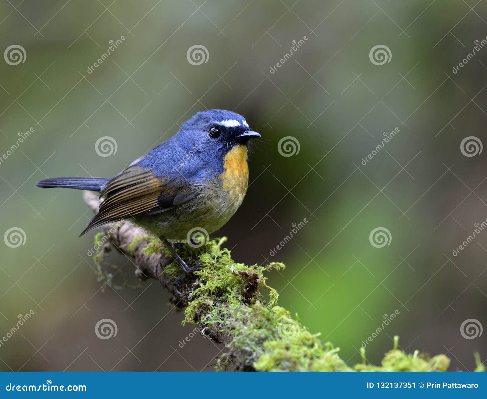 beautiful blue bird with orange chest and white brows perching o