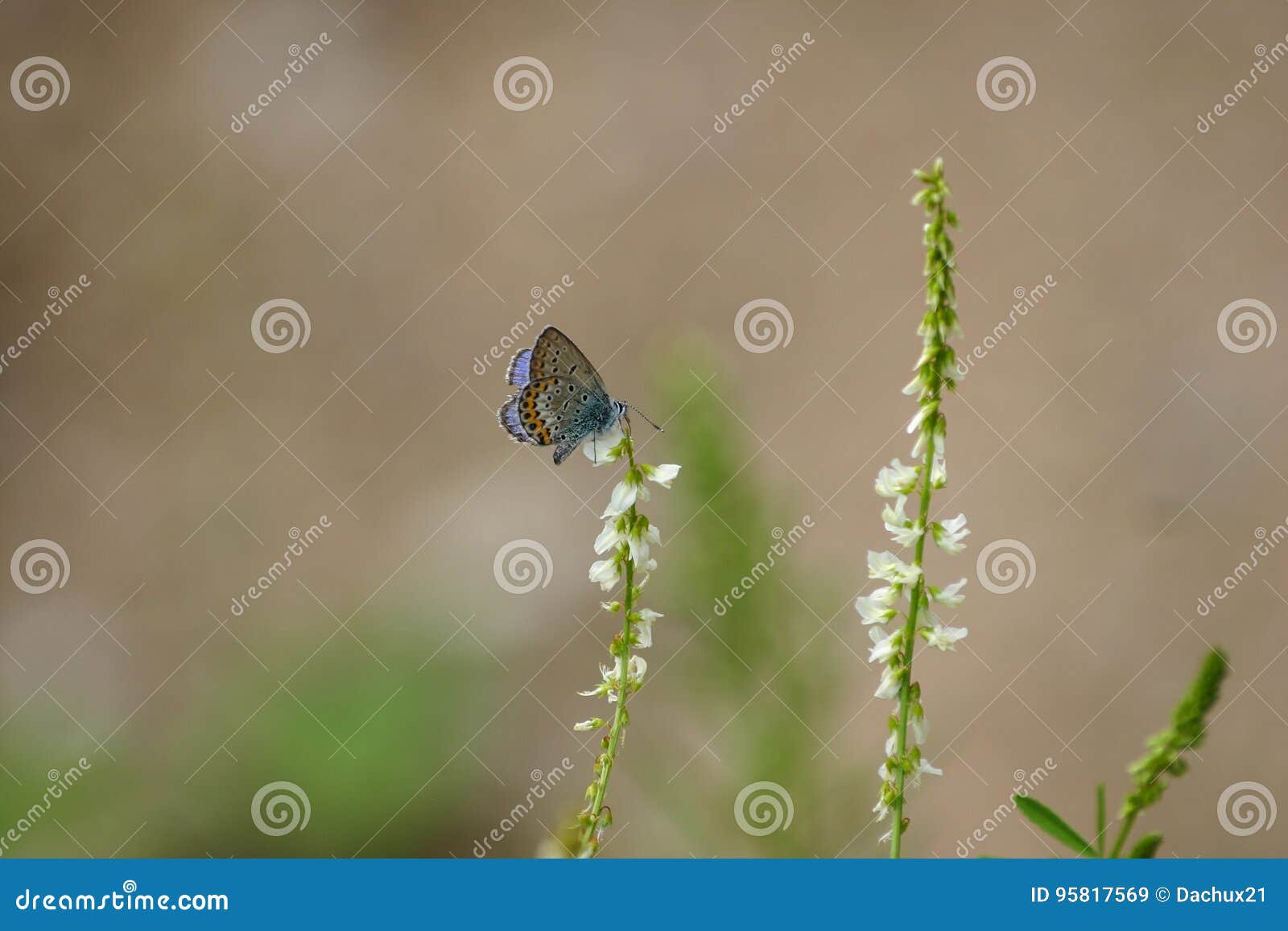 A Beautiful Blue Butterfly on a Flower Stock Image Image of colors