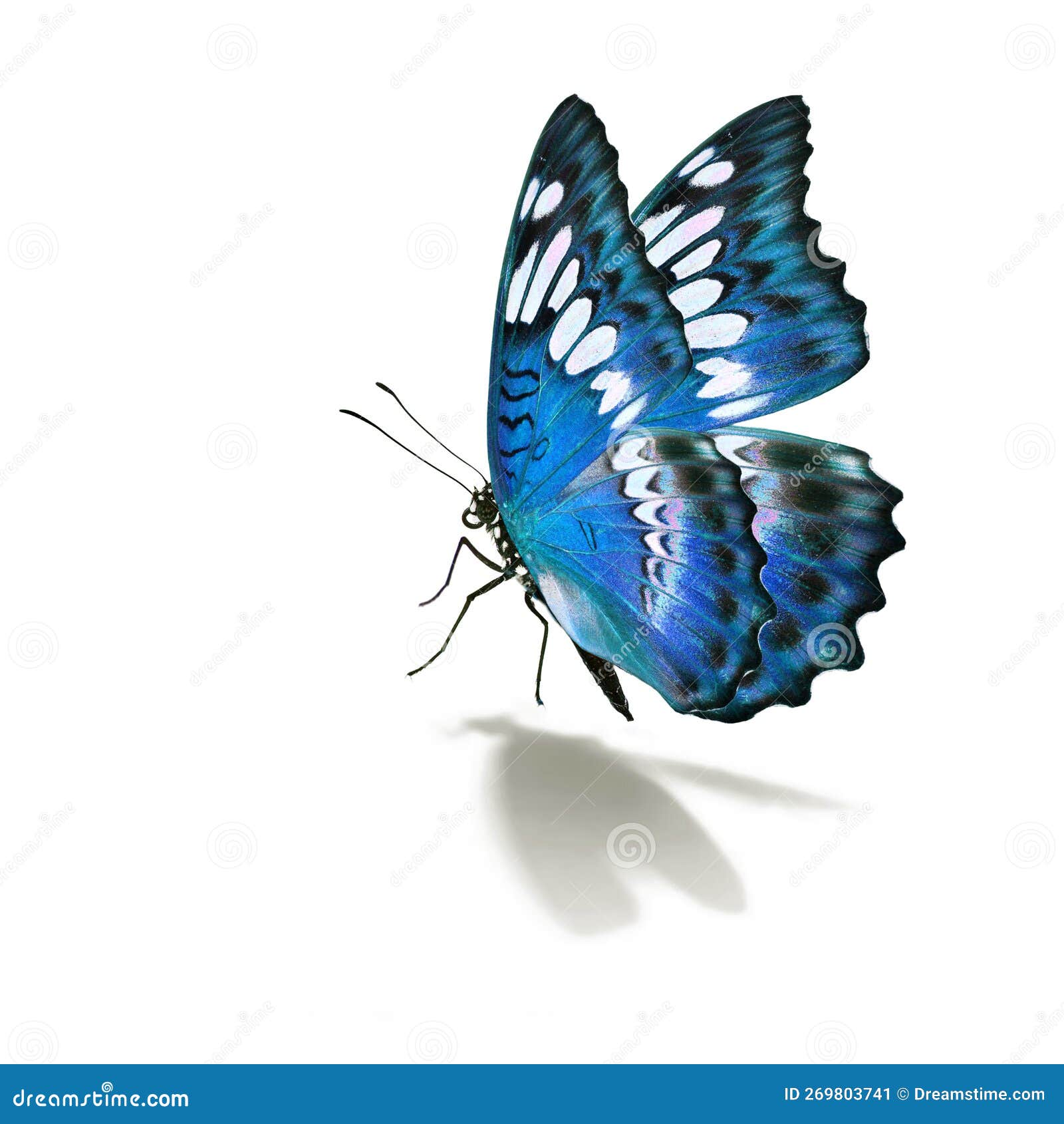 Beautiful blue butterfly stock image. Image of nature 269803741
