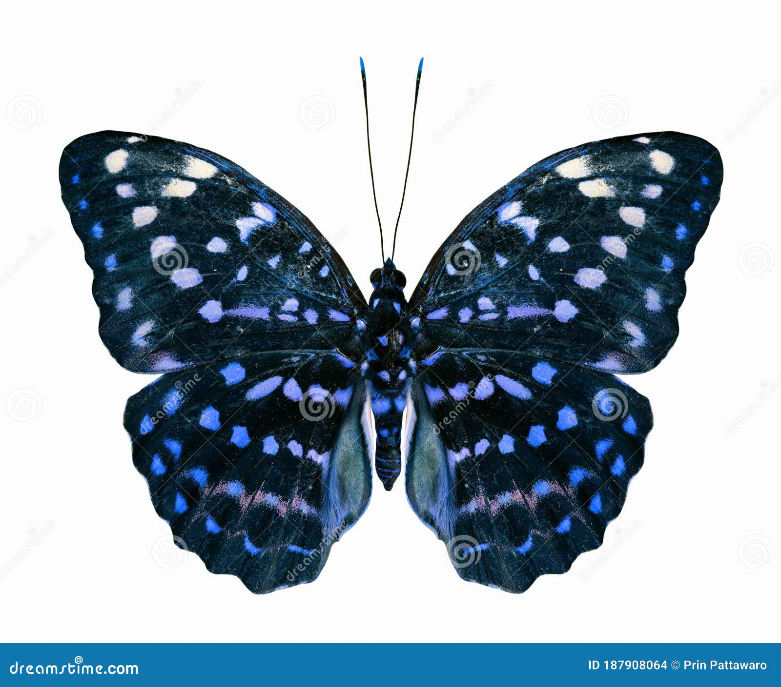 Blue Fake Butterfly Isolated Stock Photo - Download Image Now