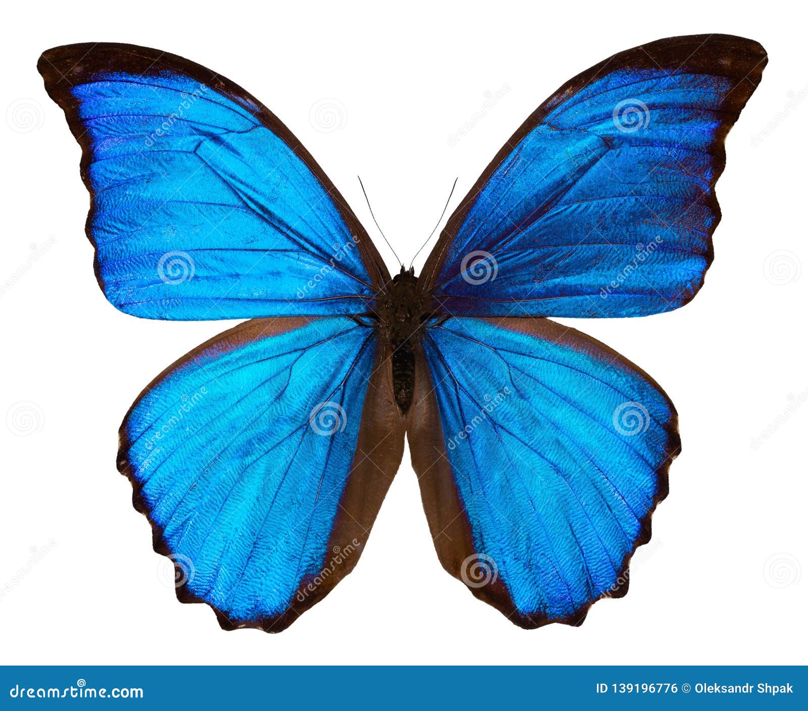 blue butterfly transparent background