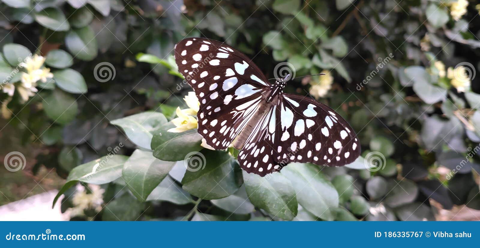 Beautiful Blue Butterfly in Tree Stock Image Image of natural