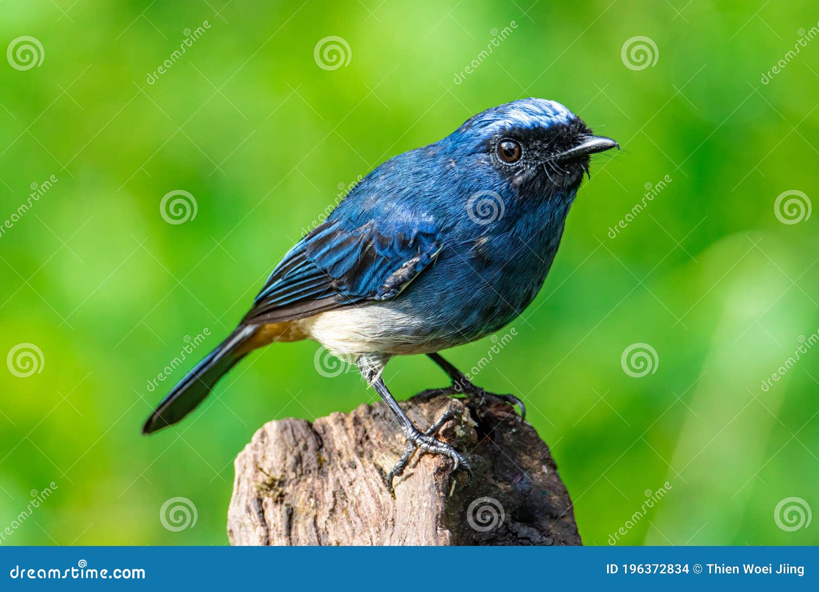 beautiful blue color bird known as rufous vented flycatcher perched on a tree branch at nature habits in sabah, borneo