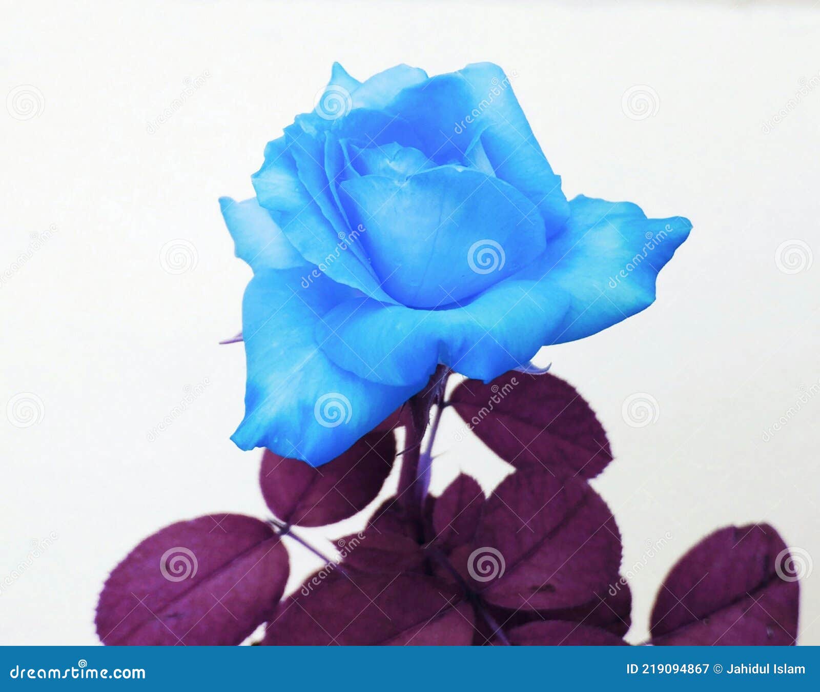 Beautiful Blue Colour Rose Flower Art. Stock Image Image of blow