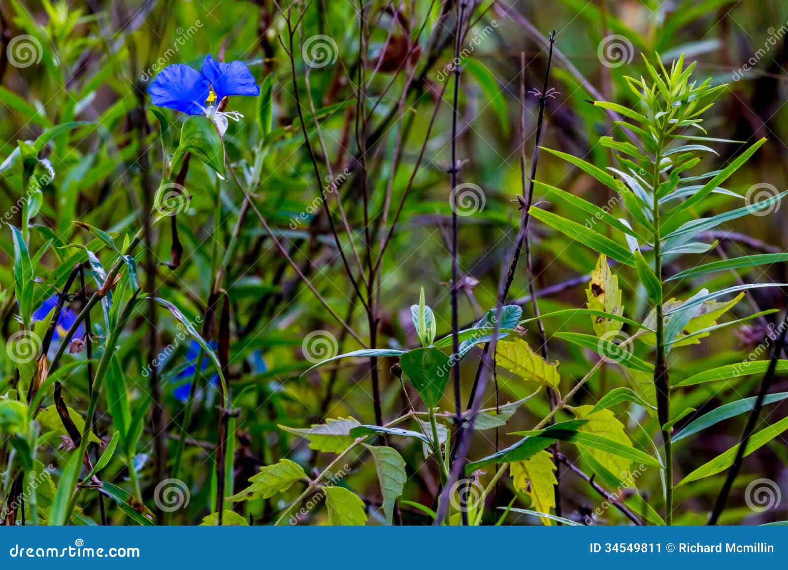 a beautiful blue erect dayflower