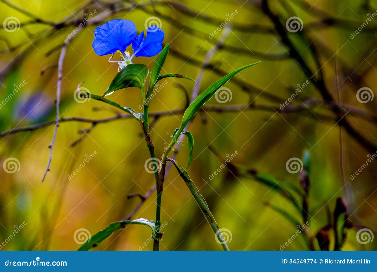 a beautiful blue erect dayflower (commelina erecta) wildflower growing wild in the wild texas prairie