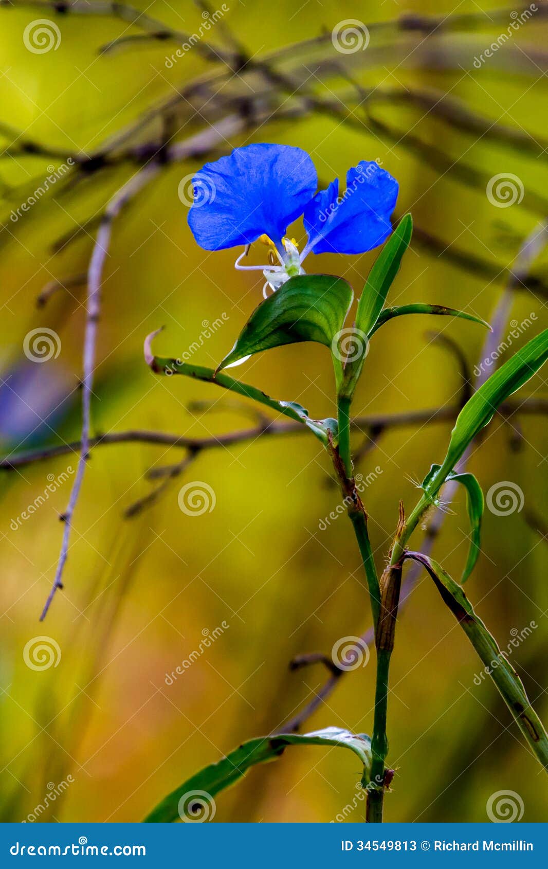 a beautiful blue erect dayflower (commelina erecta) wildflower growing wild in the wild texas prairie