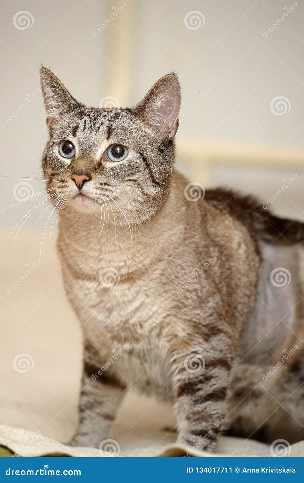 Blue eyed thai tabby cat stock image. Image of blue 134017711