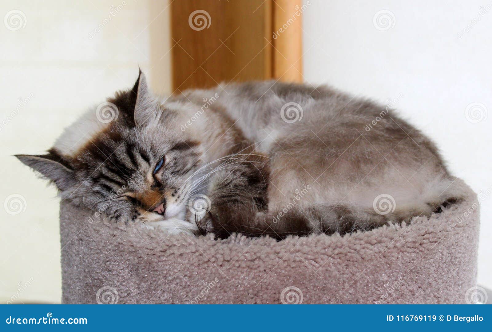beautiful blue eyes female cat, hypoallergenic cat. animal that can be pet by people who is allergic to cats.