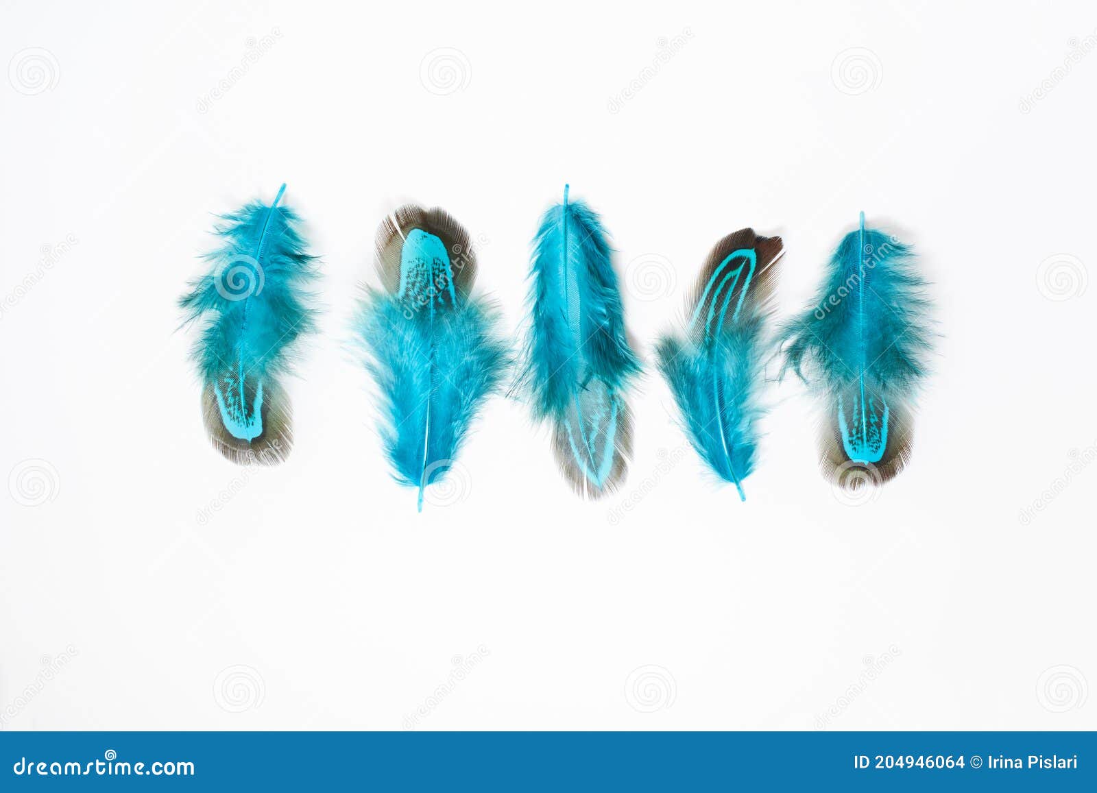 Blue Feathers Isolated on the White Background. Soft Stock Photo