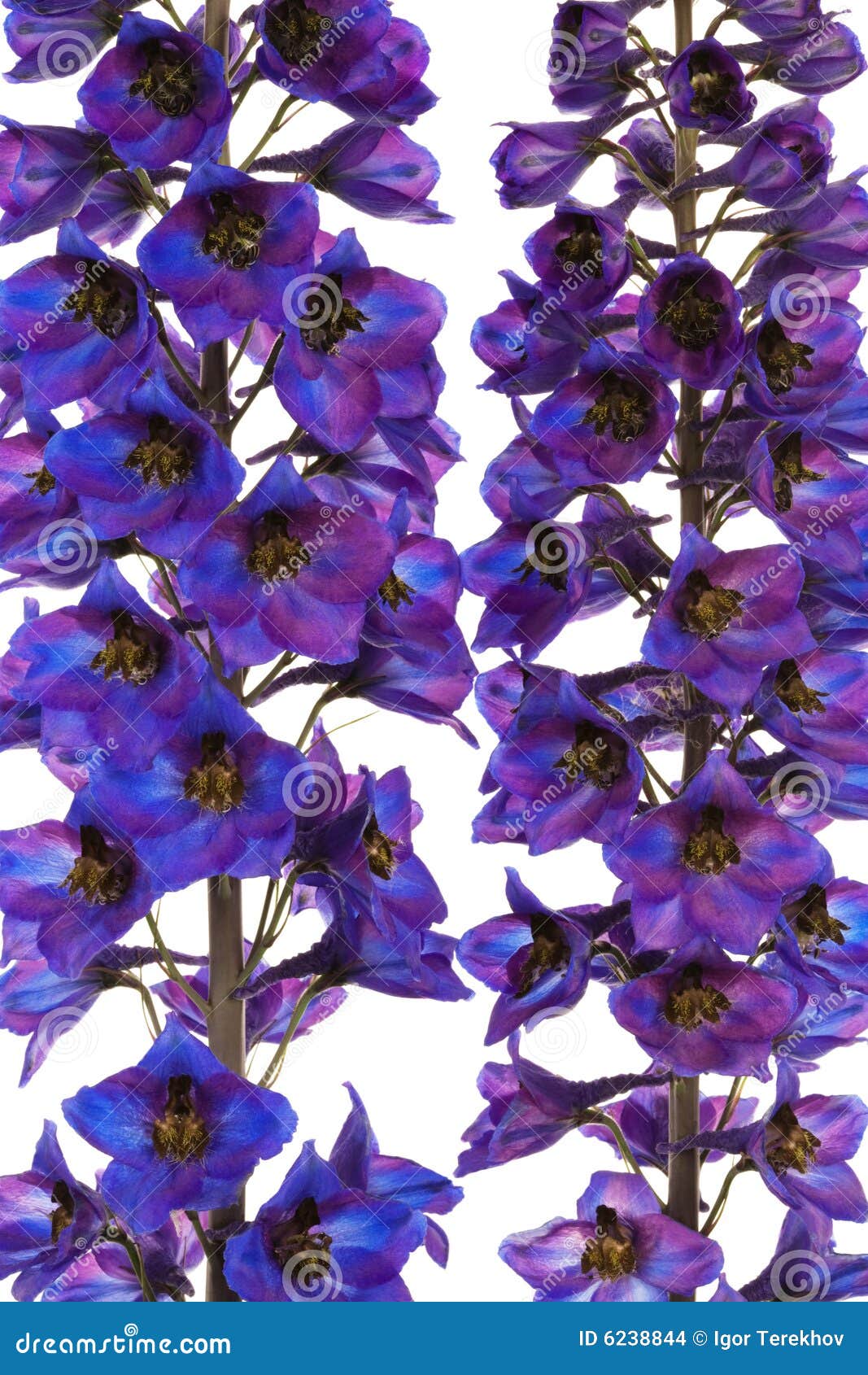 Beautiful blue flower stock photo. Image of plant, nature - 6238844