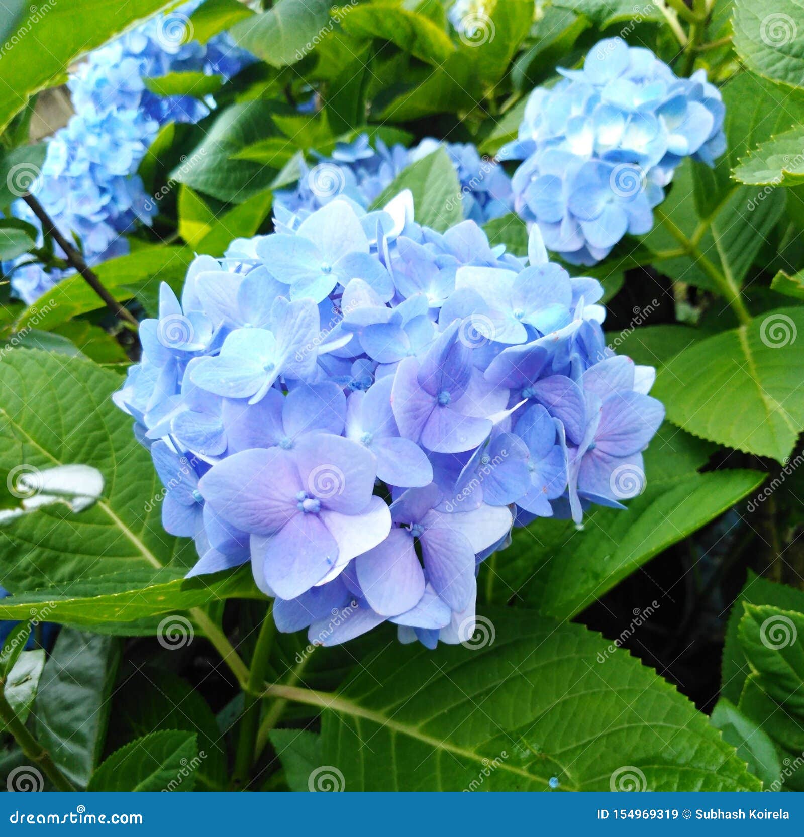 Beautiful Blue Flower Wallpaper Hydrangea Flower Image Stock Illustration -  Illustration of landscape, sunset: 154969319