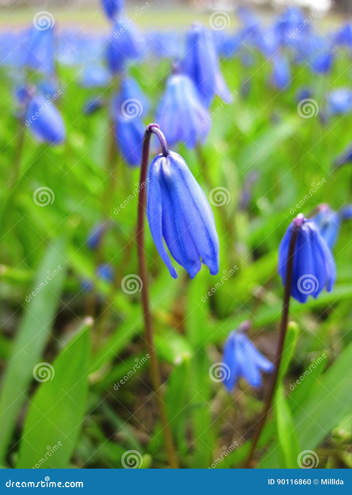 Beautiful blue flowers stock photo. Image of plant, nature 90116860