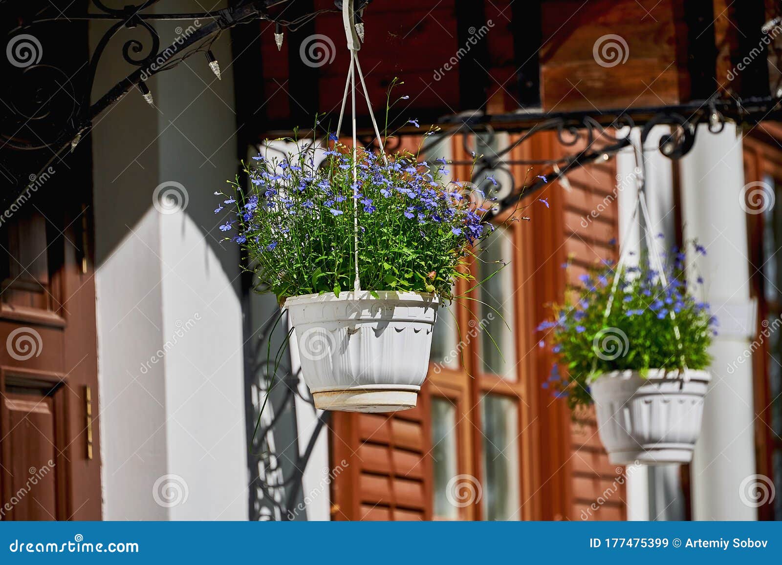 beautiful blue flowers in a hanging planter. decorative white pots with blue flowers in summer