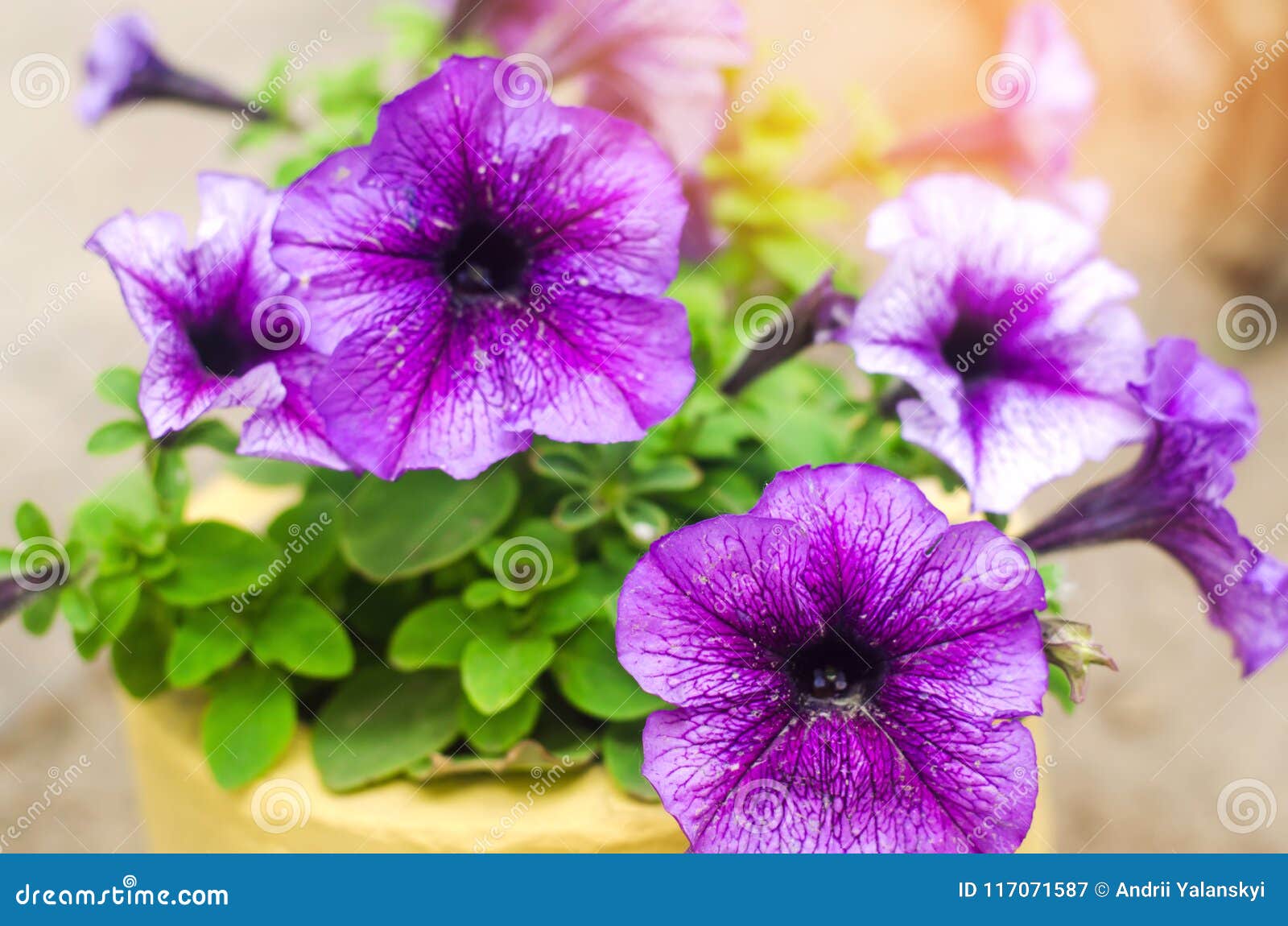 Beautiful Blue Flowers Petunia, Amazing Wallpaper. Flowering Plants of ...