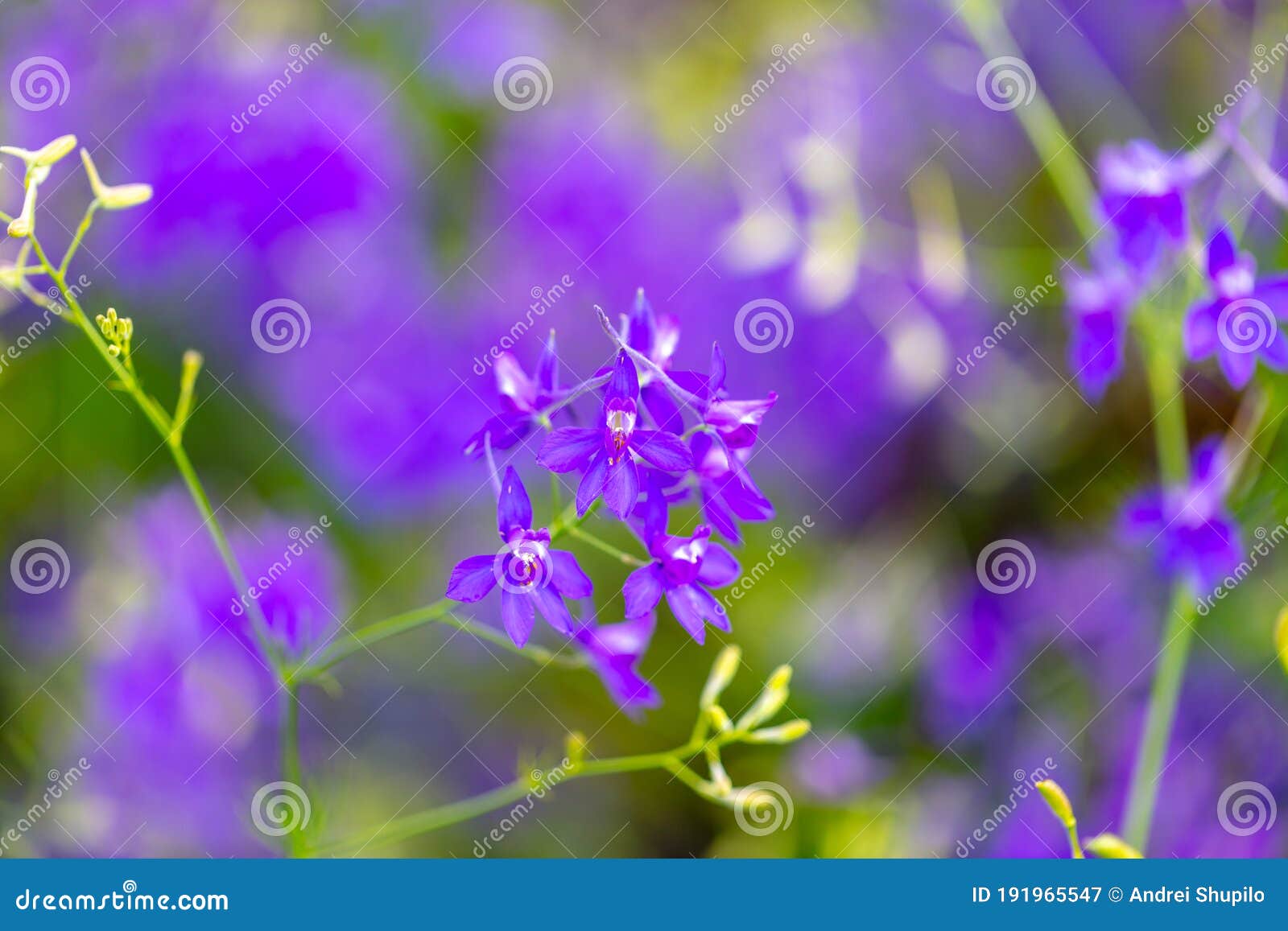 Beautiful Blue Flowers in the Summer Park Stock Image Image of
