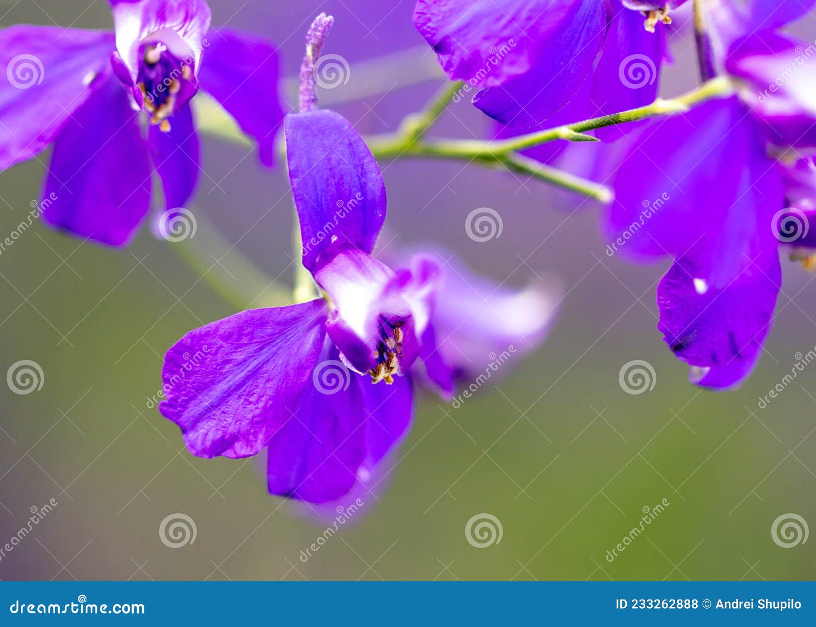 Beautiful Blue Flowers in the Summer Park. Stock Photo Image of