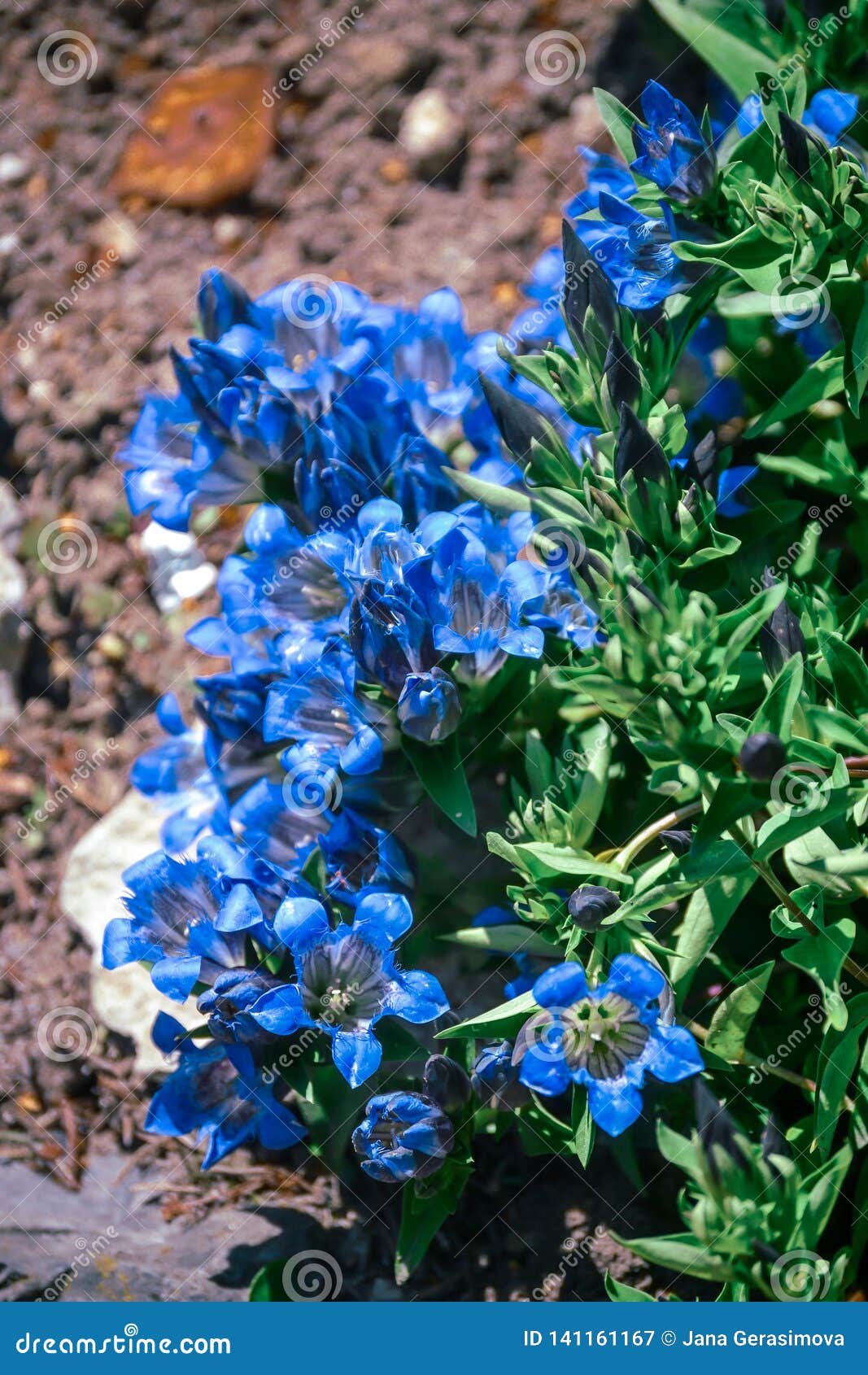 Beautiful Blue Flowers on a Sunny Day Stock Image - Image of poland ...