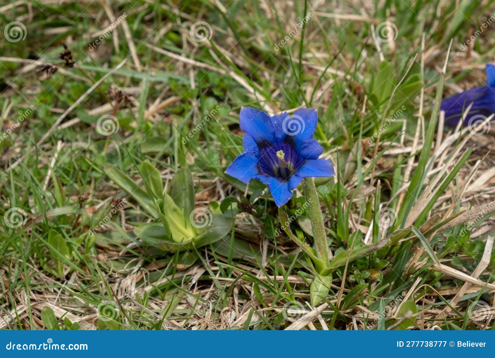 Beautiful Blue Gentian Flower Grows among the Grass. Stock Image