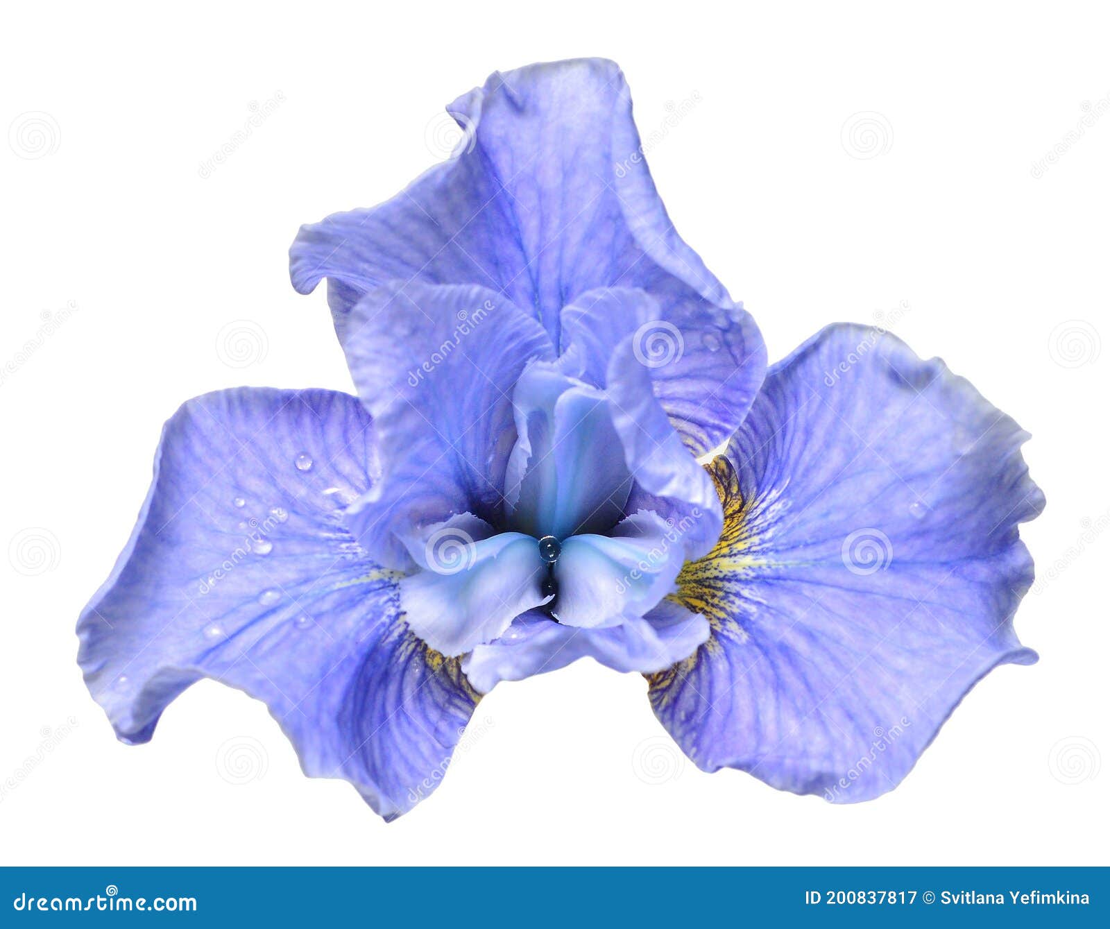 Beautiful Blue Head Iris Flower Isolated on White Background Stock ...