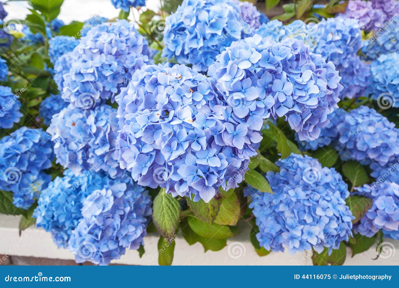 Beautiful Blue Hortensia Blossom Stock Image - Image of blossom, nature:  44116075