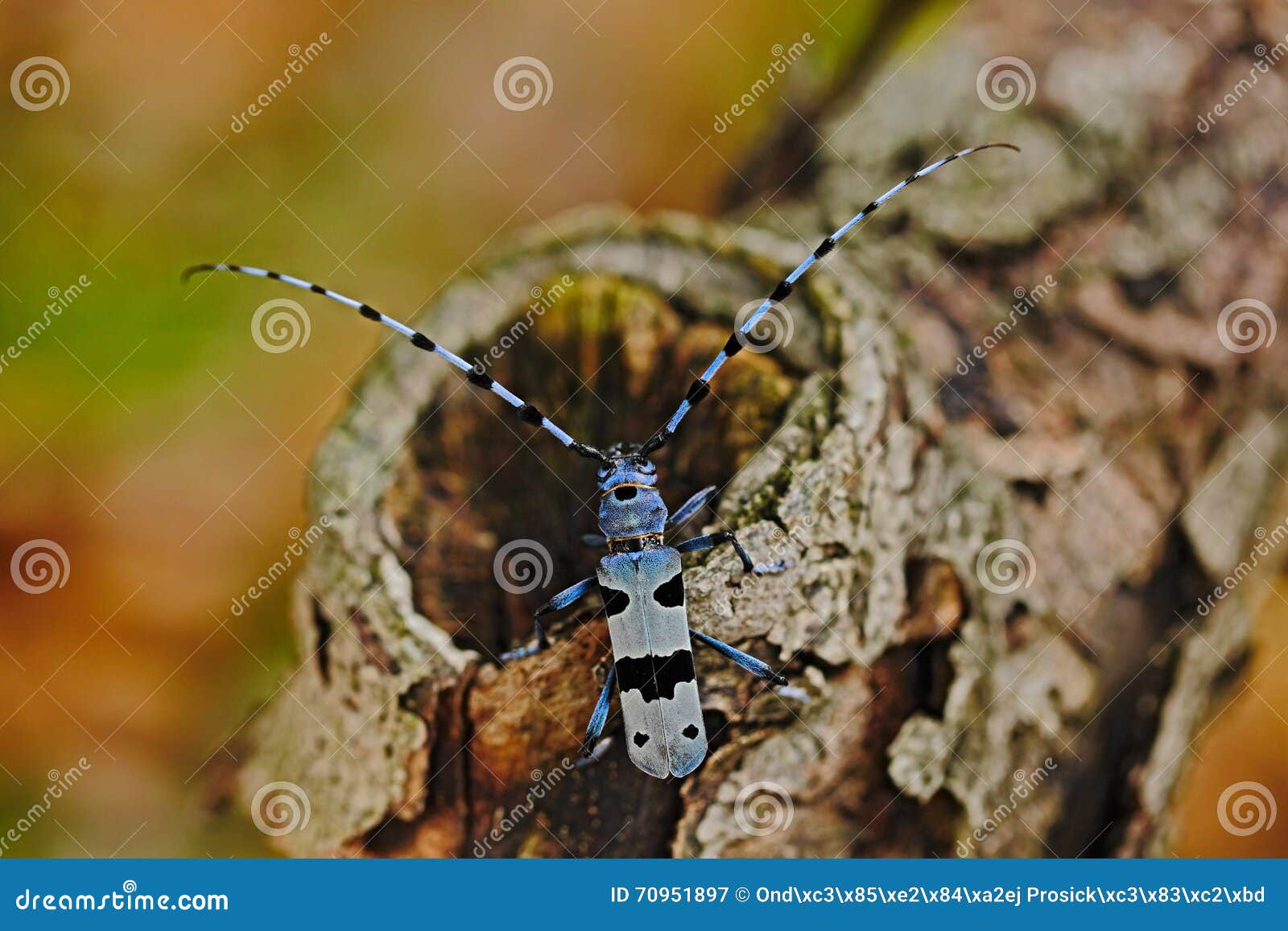beautiful blue incest with long feelers, rosalia longicorn, rosalia alpina, in the nature green forest habitat, sitting on the