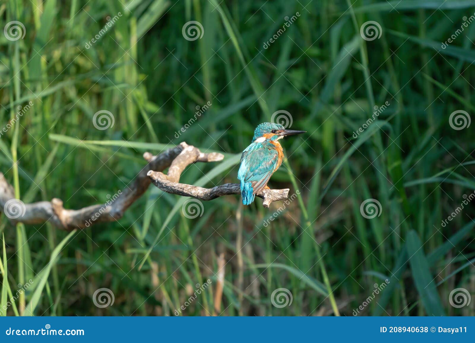 Beautiful Blue Kingfisher Bird, Male Common Kingfisher, Sitting on a ...