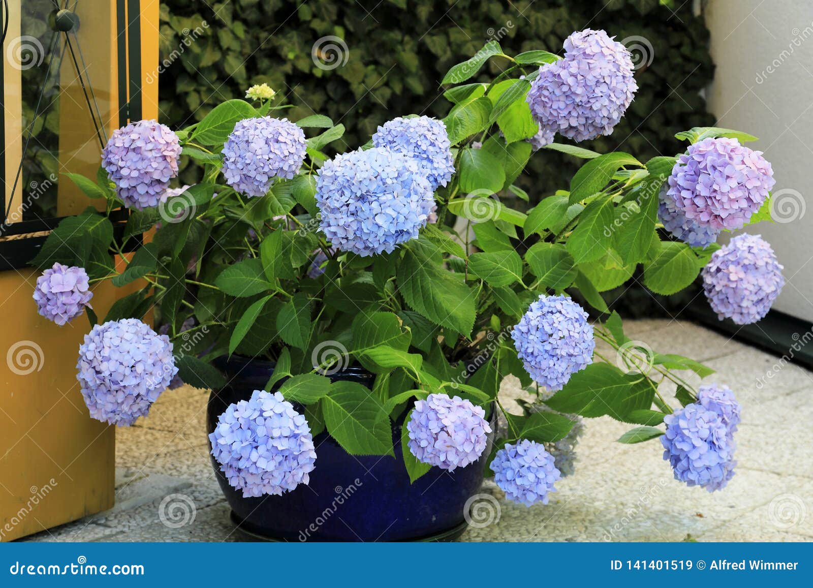 beautiful blue and lila blossoms of hydrangea