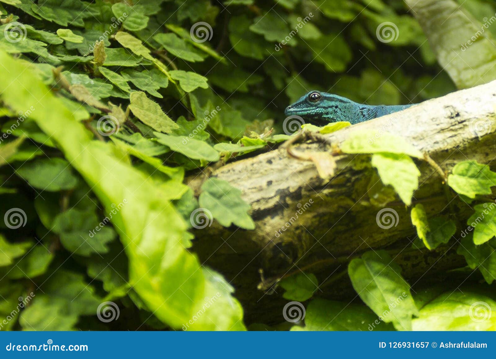 beautiful blue lizard