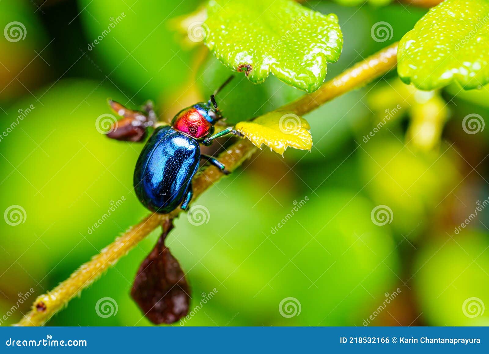 The Beautiful Blue Milkweed Beetle It Has Blue Wings And A Red Head Perched On A Leaves After