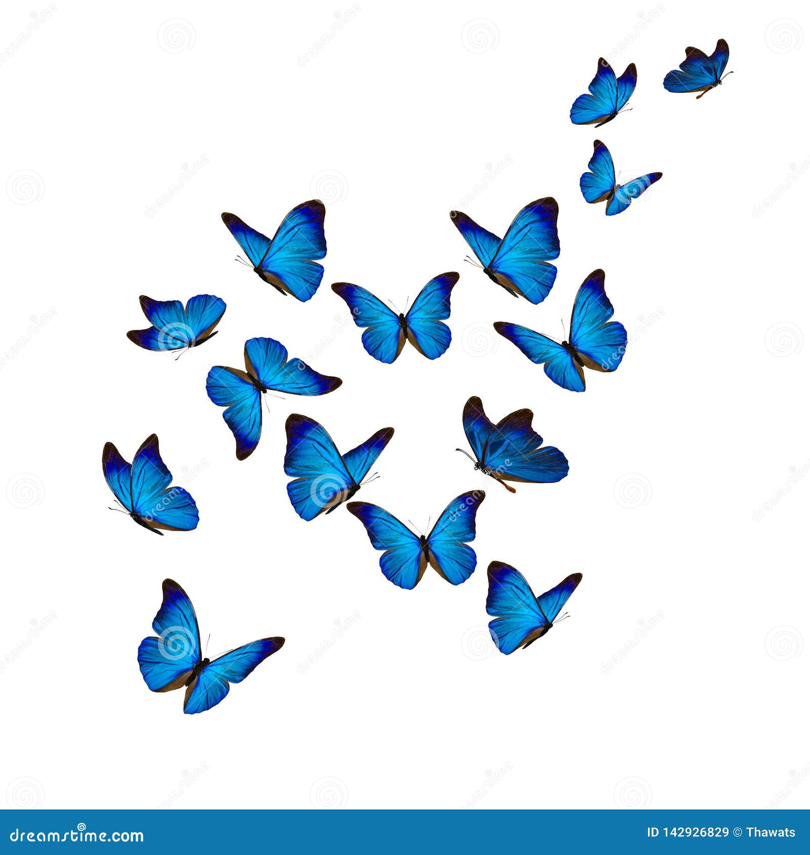 Beautiful Blue Morpho Butterfly Stock Image - Image of macro ...