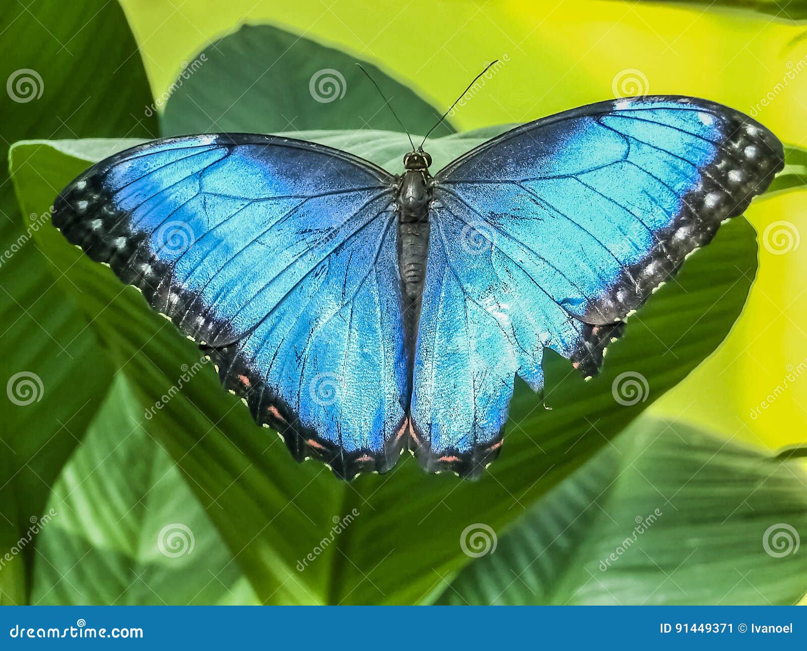 a beautiful blue morpho butterfly perched on a leaf