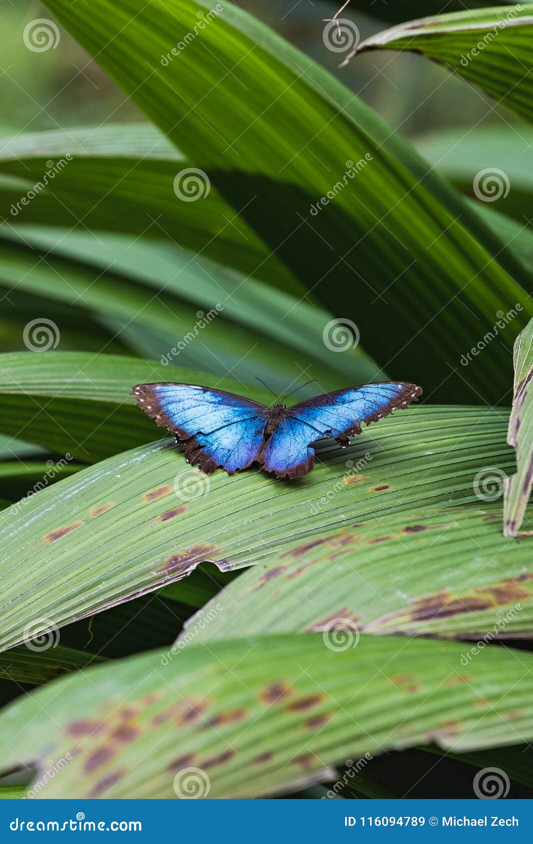 a beautiful blue morpho butterfly sits on a leaf