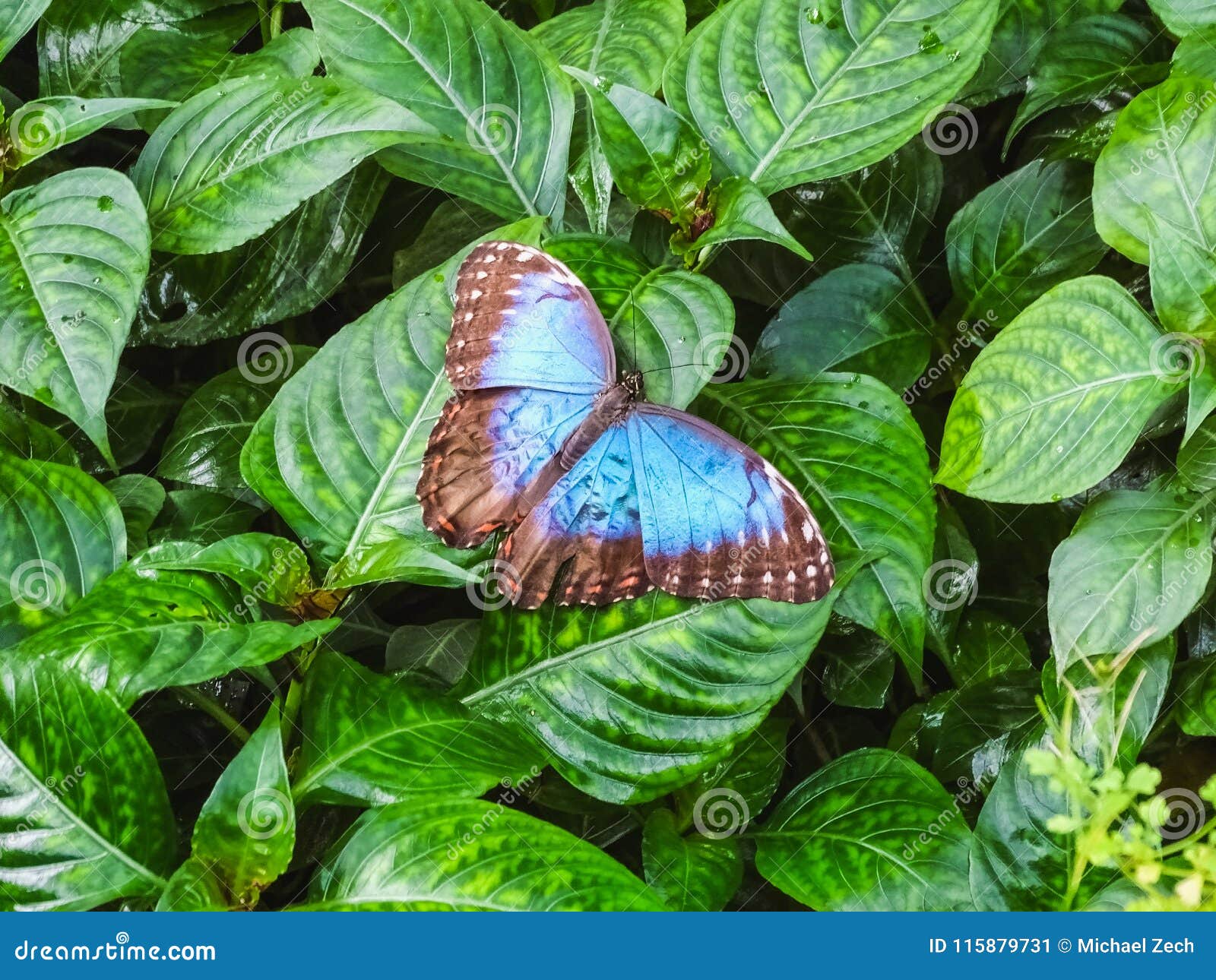 a beautiful blue morpho butterfly sits on a leaf