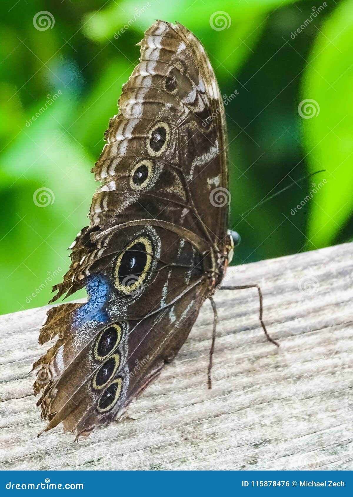 a beautiful blue morpho butterfly sits on a tree