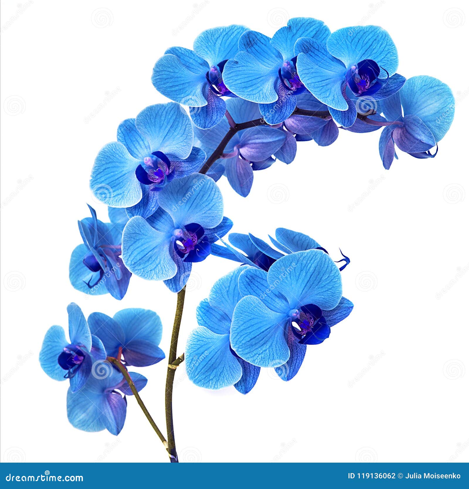 https://thumbs.dreamstime.com/z/beautiful-blue-orchid-background-bright-blue-orchid-flowers-white-background-isolate-beautiful-blue-orchid-119136062.jpg