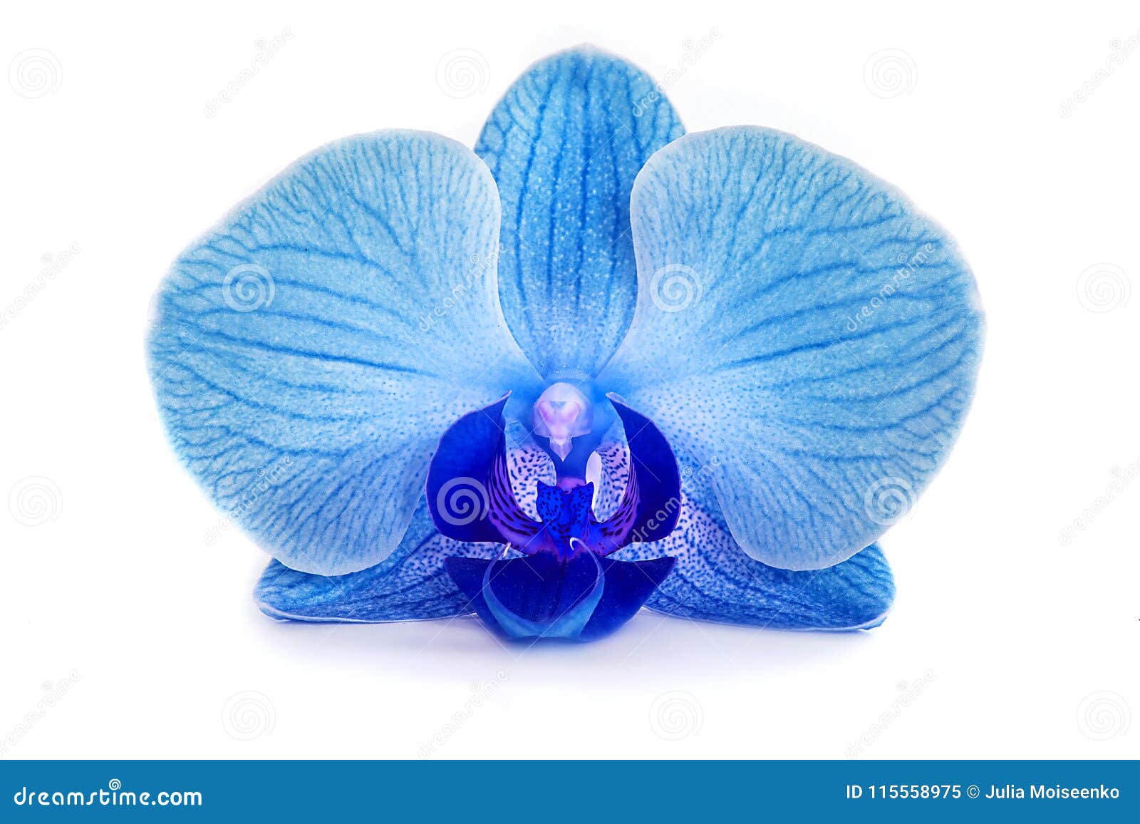 Beautiful Blue Orchid without Background, Bright Blue Orchid Flowers on