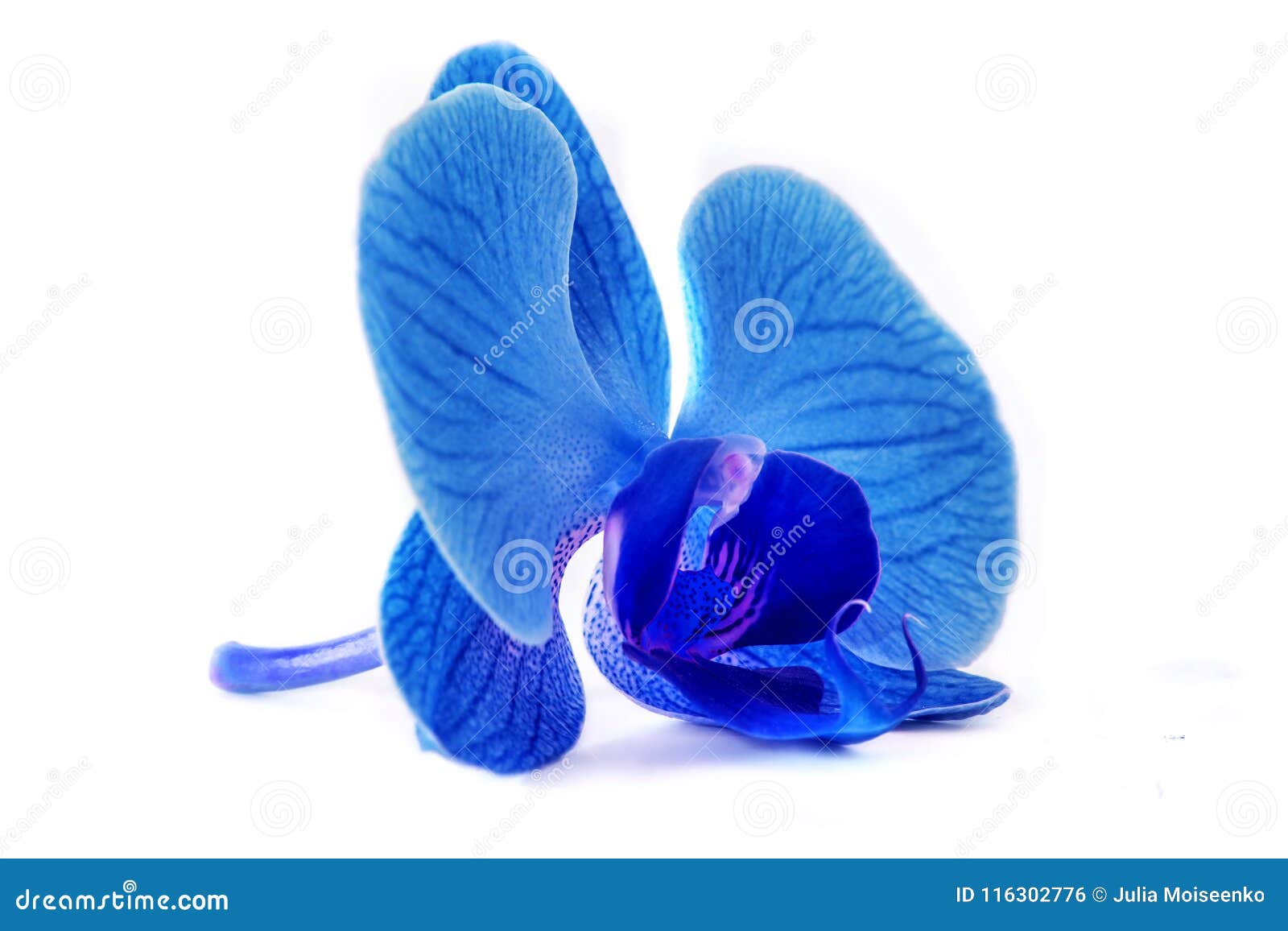 Beautiful Blue Orchid without Background, Bright Blue Orchid Flowers on