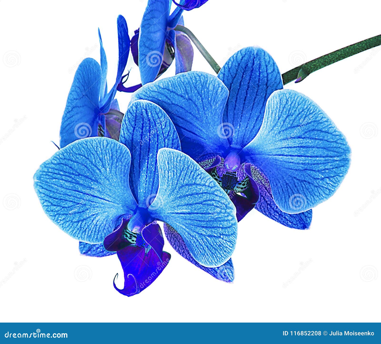Beautiful Blue Orchid without Background, Bright Blue Orchid Flowers on