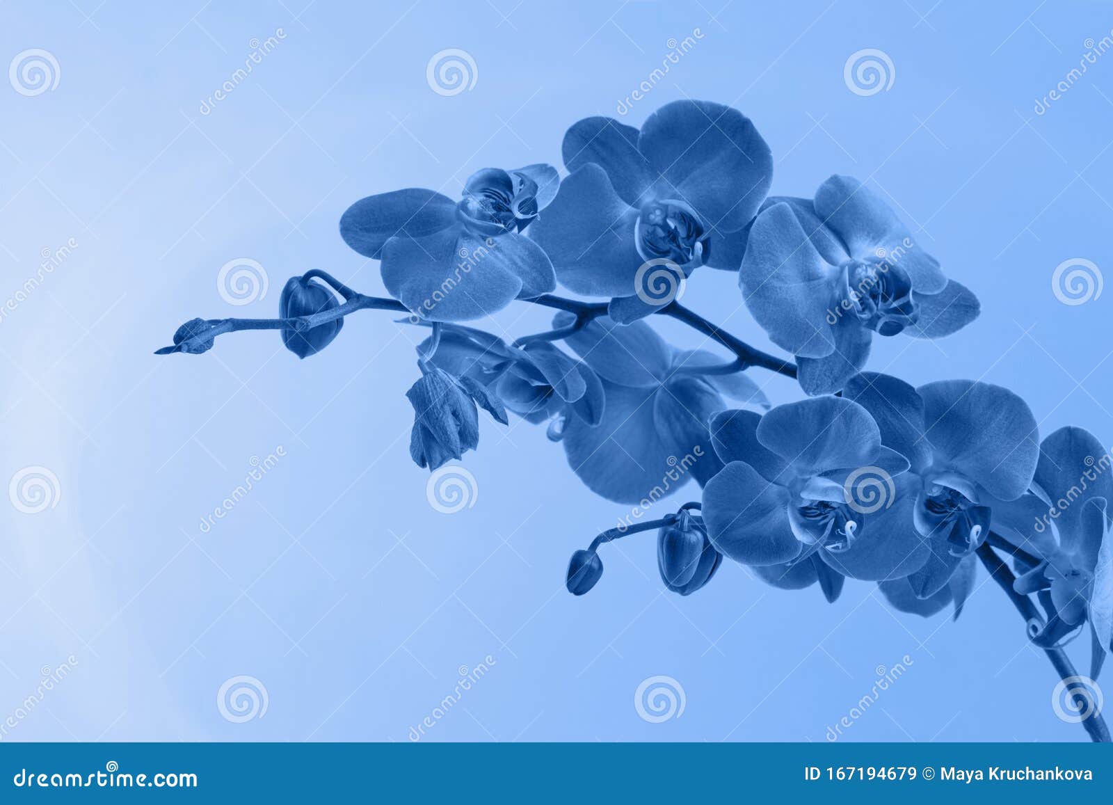 34,219 Color Orchids Stock Photos - Free & Royalty-Free Stock