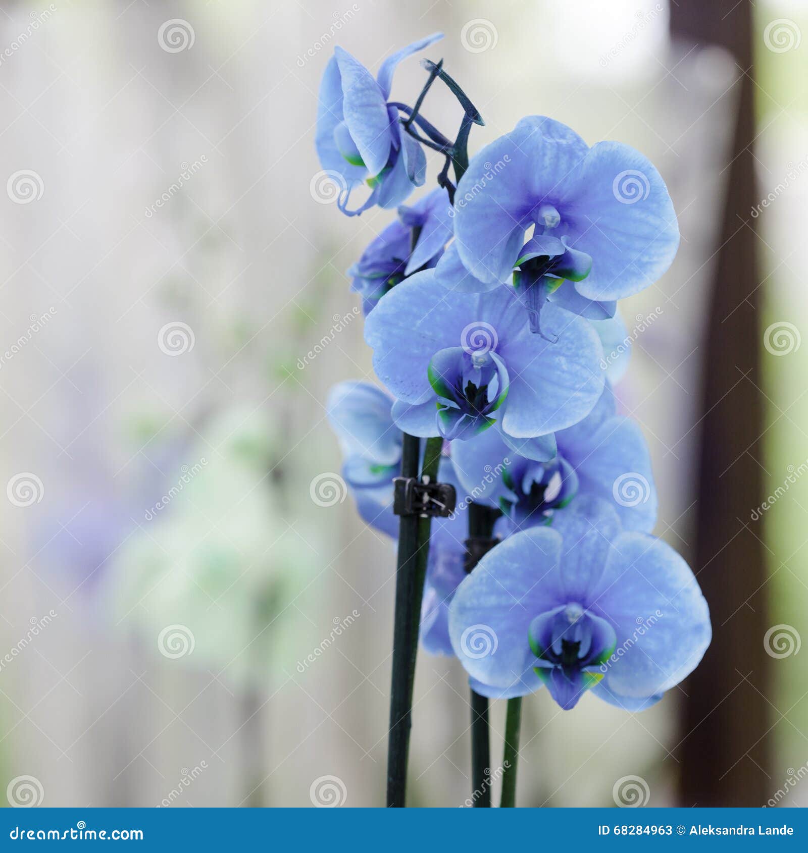 Beautiful blue orchids stock image. Image of flower, orchids 68284963