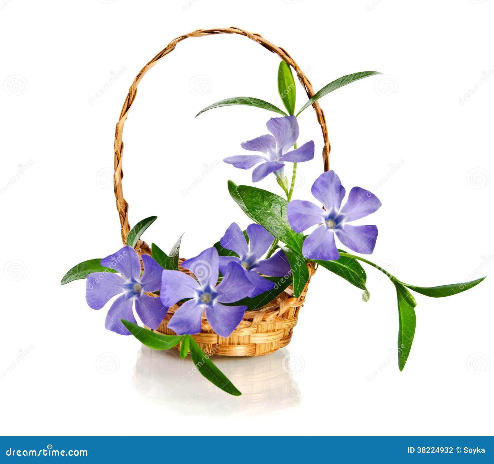 Beautiful Blue Periwinkle in the Basket Stock Photo Image of purple