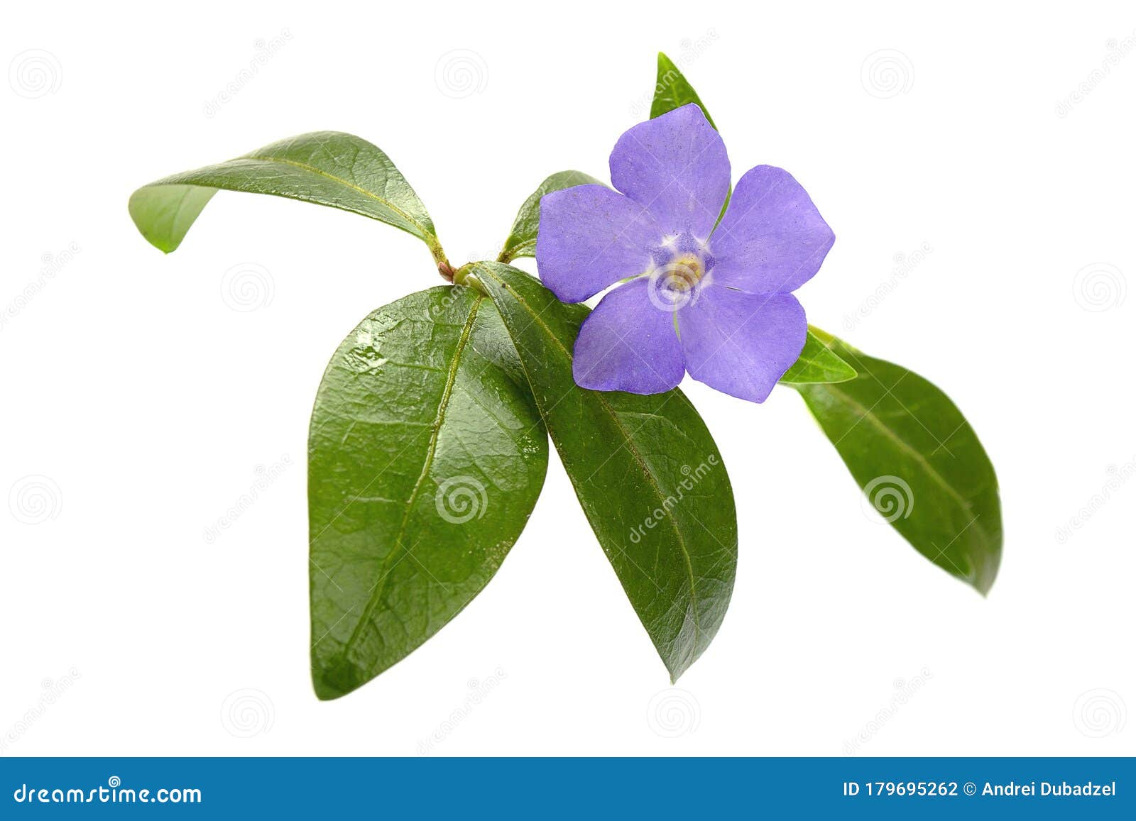 Beautiful Blue Periwinkle Flower With Green Leaves Isolated On A White Background Periwinkle Isolated On White Stock Photo Image Of Blooming Flower 179695262