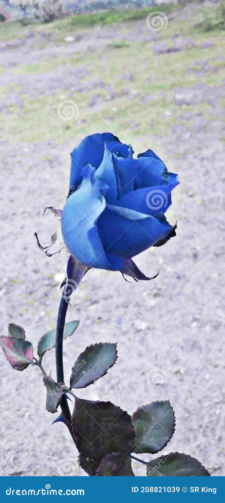 A beautiful blue Rose stock image. Image of beautiful 208821039